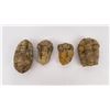 Image 1 : Lot of Fossil Moroccan Trilobites #4