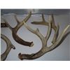 Image 3 : Lot of Deer sheds (5 total)