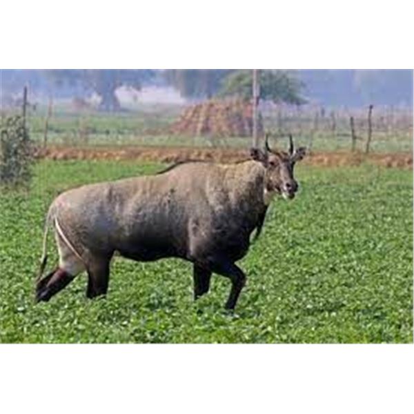 South Texas Nilgai Hunt for 2 Days