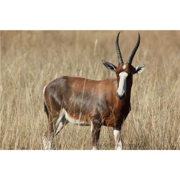 5 Day Hunt/2 hunters/2 non-hunters South Africa