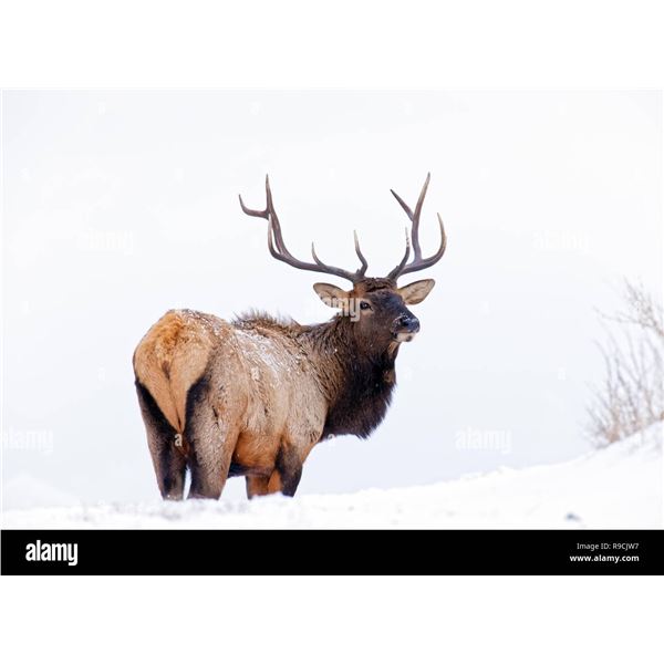 Guided Bull Elk Hunt - Wichita Mountains