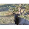 Image 2 : Guided Bull Elk Hunt - Wichita Mountains