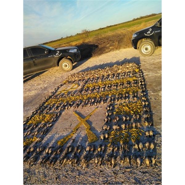 4 hunters 4 days Dove hunt - Cordoba, Argentina