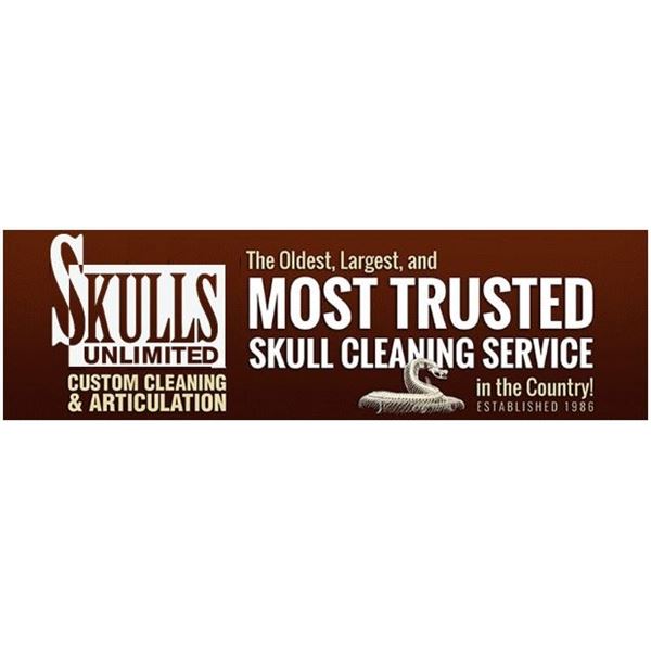 Professional Skull Cleaning