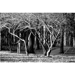 Mickey Frome, Bare Winter Woods, Photograph
