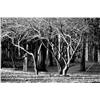 Image 1 : Mickey Frome, Bare Winter Woods, Photograph