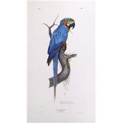 Richard Evans Younger, Macaw Parrot, Lithograph