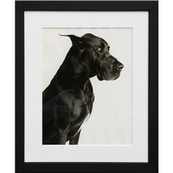Great Dane, Gelatin Silver Print Photograph