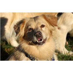 Mickey Frome, Irresistible Doggie Face, Photograph