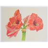Image 1 : Carol Ann Bolt, Amaryllis, Lithograph