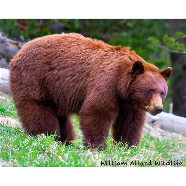 Utah Central Mountains Nebo Unit - Limited Entry - Mulitseason - Black Bear Conservation Permit