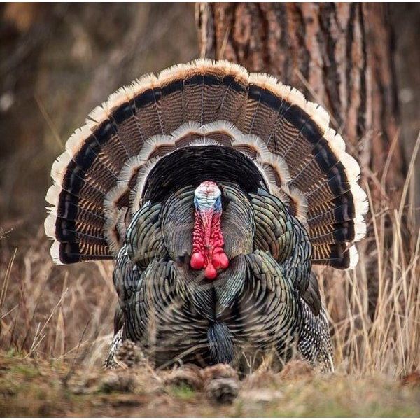 Utah Spring Bearded Turkey Conservation Permit - Central Region - Limited Entry