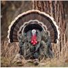 Image 1 : Utah Spring Bearded Turkey Conservation Permit - Southern Region - Limited Entry