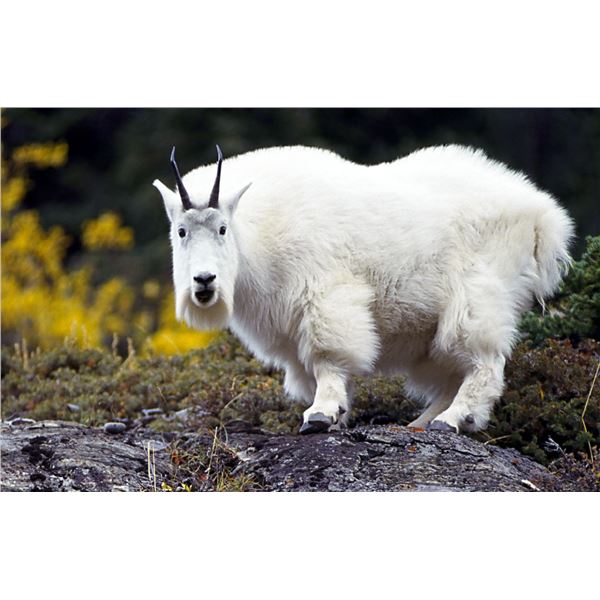 Utah Mountain Goat Conservation Permit - Once-in-a-Lifetime - Central Mtns, Nebo