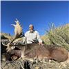 Image 5 : Argentina Trophy Red Stag