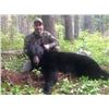 Image 1 : Idaho Black Bear Hunt