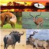 Image 1 : 10-Day South African Hook and Barrel Safari for 2 Hunters and 2 Non-hunters