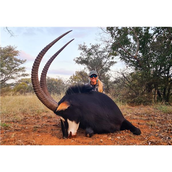 5-Day Trophy Sable Hunting Safari in South Africa for 1 Hunter