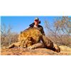 Image 3 : 5-Day Trophy Sable Hunting Safari in South Africa for 1 Hunter