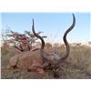 Image 5 : 5-Day Trophy Sable Hunting Safari in South Africa for 1 Hunter