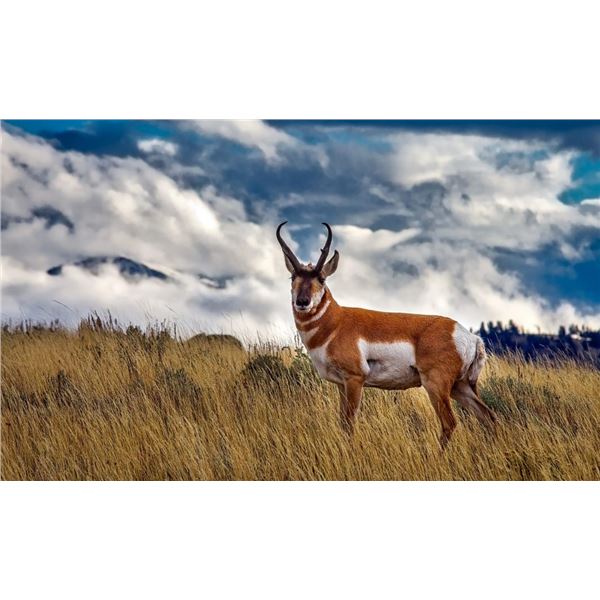 Utah Buck Pronghorn Conservation Permit -  Limited Entry - West Desert, Riverbed