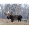Image 6 : Canadian Moose Hunt in Alberta