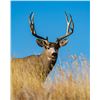 Image 1 : Utah Mule Deer Buck Conservation Permit - Limited Entry - San Juan, Elk Ridge