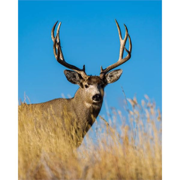 Utah Mule Deer Buck Conservation Permit - Limited Entry - South Slope, Diamond Mountain