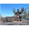Image 2 : Sonora Mexico Mule Deer Hunt