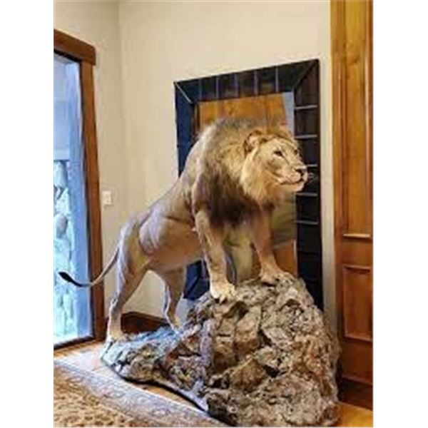 High Uintahs Taxidermy - $2,000 Taxidermy Credit