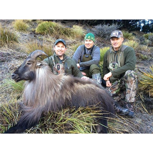 New Zealand Bull Tahr Hunt