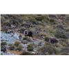 Image 2 : New Zealand Bull Tahr Hunt