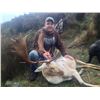Image 4 : New Zealand Bull Tahr Hunt