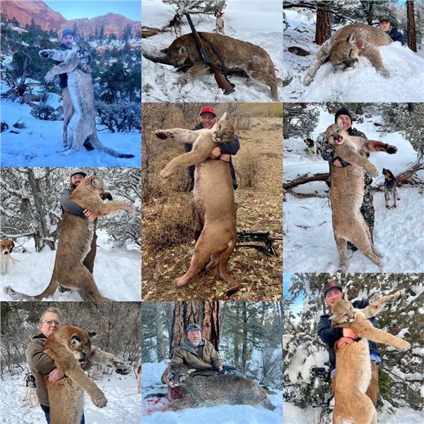 Utah Mountain Lion Hunt