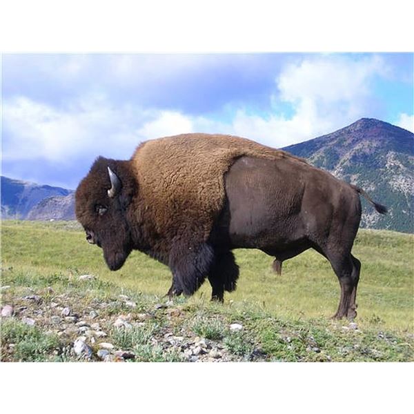 Utah Bison Conservation Permit - Once-in-a-Lifetime - Henry Mountains