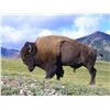 Image 1 : Utah Bison Conservation Permit - Once-in-a-Lifetime - Henry Mountains