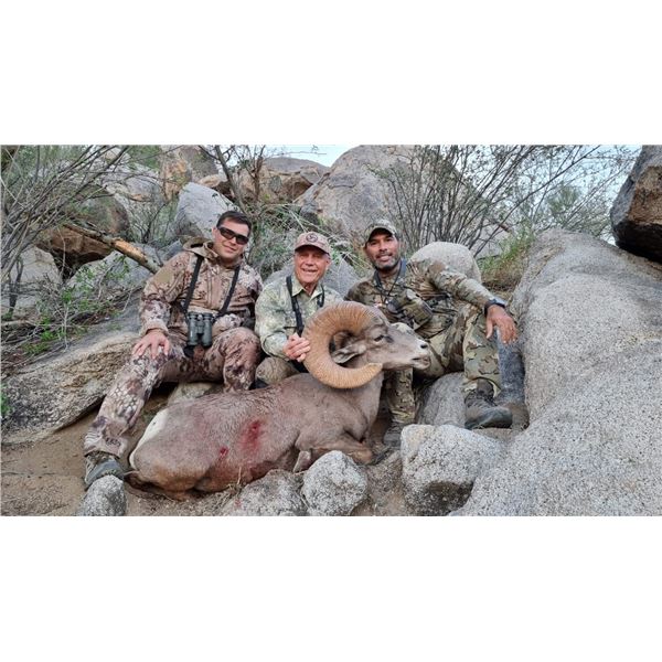 Sonora, Mexico Free-Range Desert Bighorn Sheep Hunt