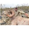 Image 2 : Sonora, Mexico Free-Range Desert Bighorn Sheep Hunt