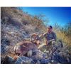 Image 3 : Sonora, Mexico Free-Range Desert Bighorn Sheep Hunt