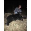 Image 2 : North Carolina Black Bear Hunt