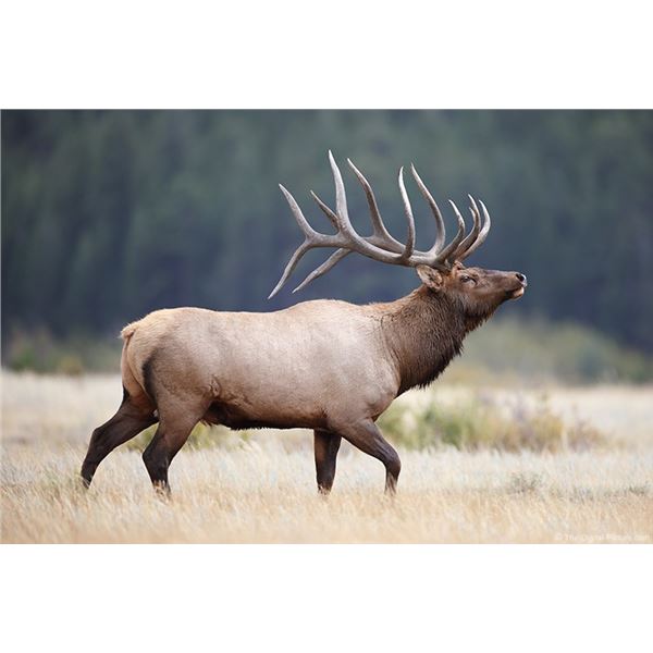 Utah Bull Elk Conservation Permit - Limited Entry - Cache, Meadowville