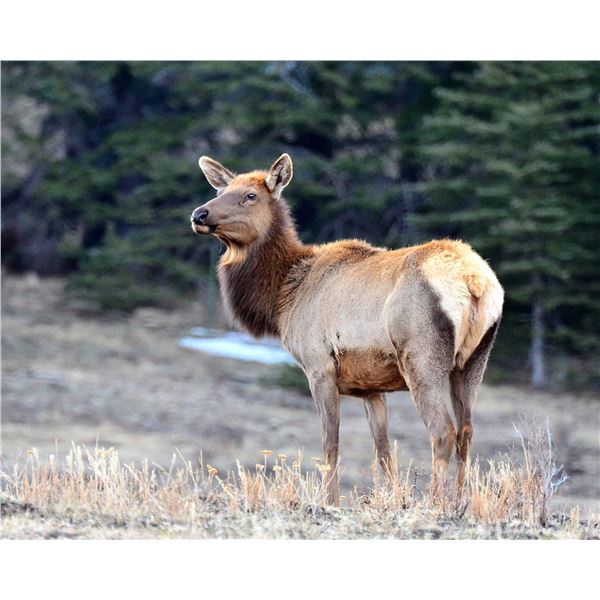 Utah Antlerless Elk Conservation Permit Central Mtns