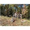 Image 3 : Missouri Whitetail Archery Hunt -  2 Hunters - 1 Buck, 1 Doe, and 2 Turkeys for each Hunter.