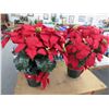 Image 1 : Holiday Decorative Silk Poinsettias (2)