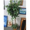 Image 1 : Potted Ficus Tree