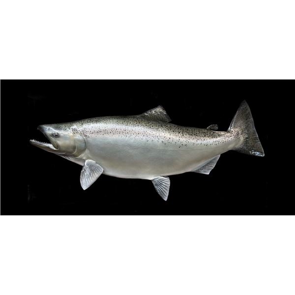 Fish Taxidermy  The Fish Studio