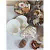 Image 2 : Seashells Lot