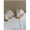 Image 1 : 2 - Sea Shells