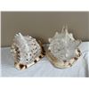 Image 2 : 2 - Sea Shells