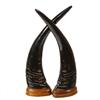 Image 1 : Water Buffalo Horn Pair (CLB-136)